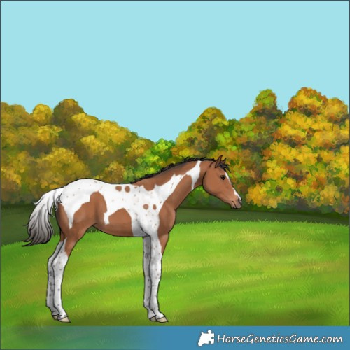 Horse Color:Bay Tobiano 