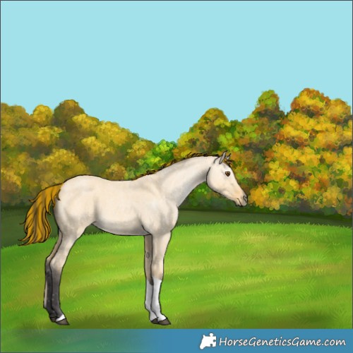 Horse Color:Painted Buckskin Roan Dun Tobiano 