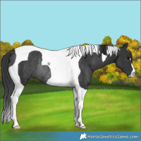 Horse Color:Black Tobiano Rabicano 