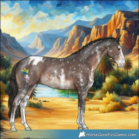 Horse Color:Liver Chestnut Sabino Appaloosa 