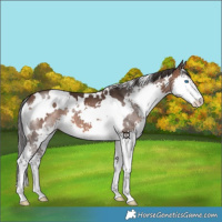 Horse Color:White Spotted Brown Splash