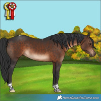 Horse Color:Brown Tobiano