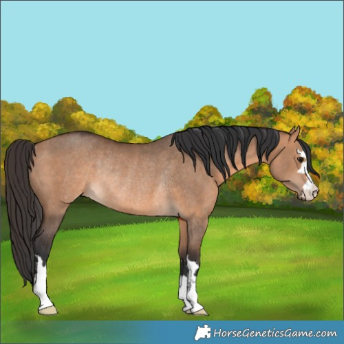 Horse Color:Bay Dun Rabicano 