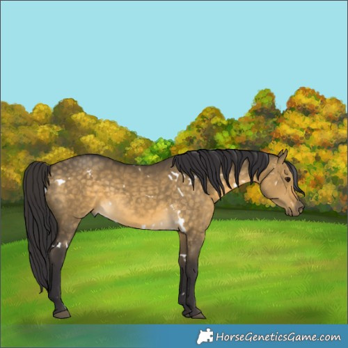 Horse Color:White Spotted Buckskin Dun Rabicano 