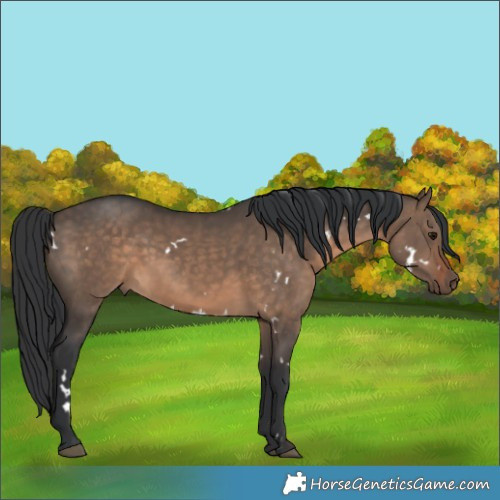 Horse Color:White Spotted Brown Dun 