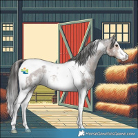 Horse Color:Liver Chestnut Sabino Tobiano Appaloosa 