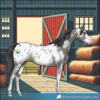 Horse Color:Brown Sabino Near Leopard 
