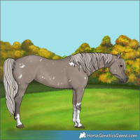 Horse Color:White Spotted Silver Grullo Tobiano
