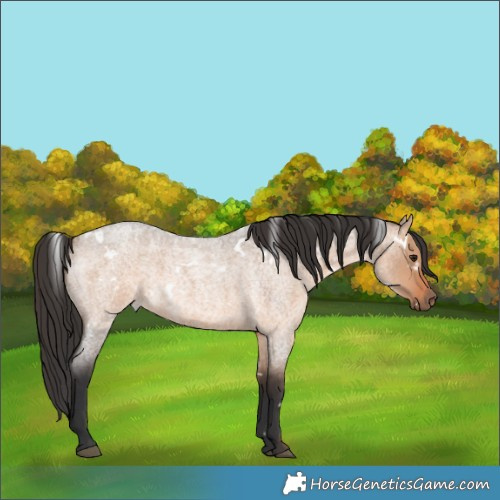Horse Color:White Spotted Brown Roan Dun 