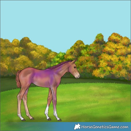 Horse Color:Chestnut Tobiano 