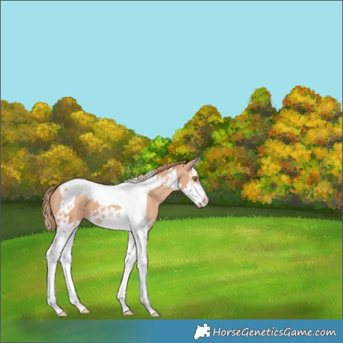Horse Color:Gold Champagne Splash Tobiano 
