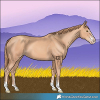 Horse Color:Gold Champagne 