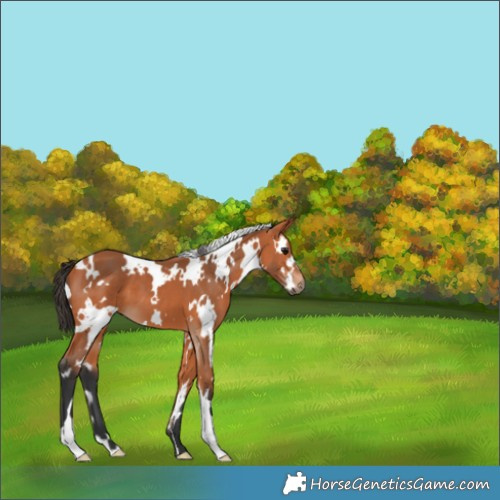 Horse Color:White Spotted Bay 