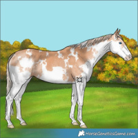 Horse Color:White Spotted Chestnut Splash Rabicano 