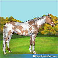 Horse Color:White Spotted Silver Bay Dun