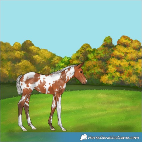 Horse Color:White Spotted Silver Bay 