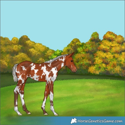 Horse Color:White Spotted Silver Bay 