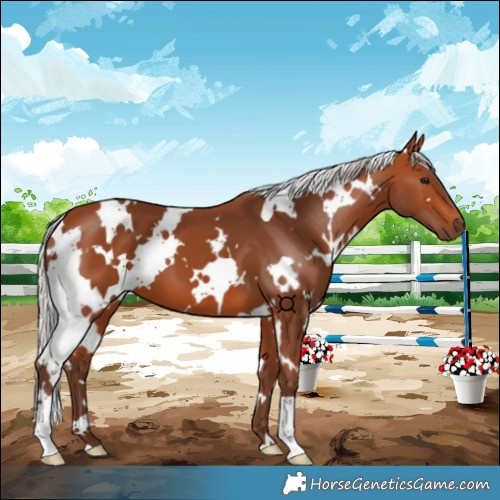 Horse Color:White Spotted Silver Bay 