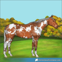 Horse Color:White Spotted Silver Bay 
