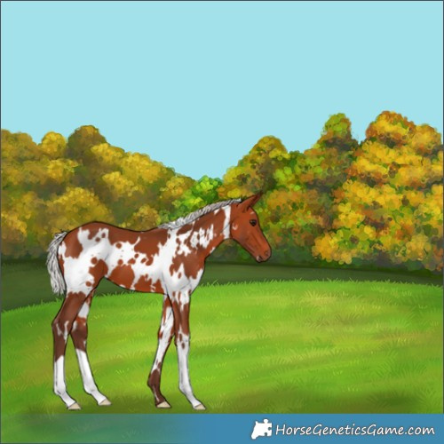 Horse Color:White Spotted Silver Bay 