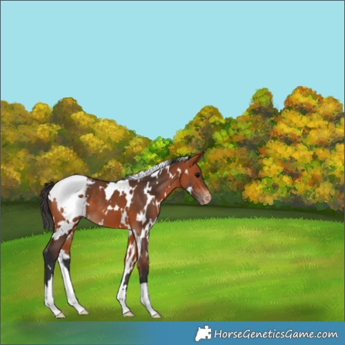 Horse Color:White Spotted Bay Appaloosa 