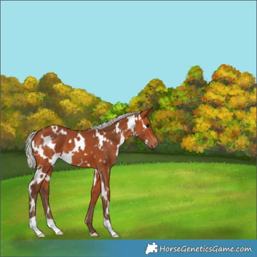 Horse Color:White Spotted Silver Bay 