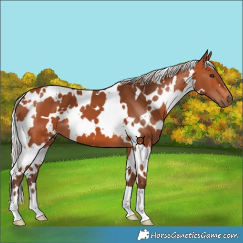 Horse Color:White Spotted Silver Bay