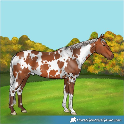 Horse Color:White Spotted Silver Bay 