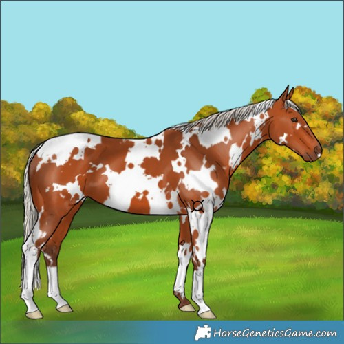 Horse Color:White Spotted Silver Bay