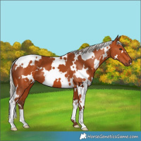 Horse Color:White Spotted Silver Bay 
