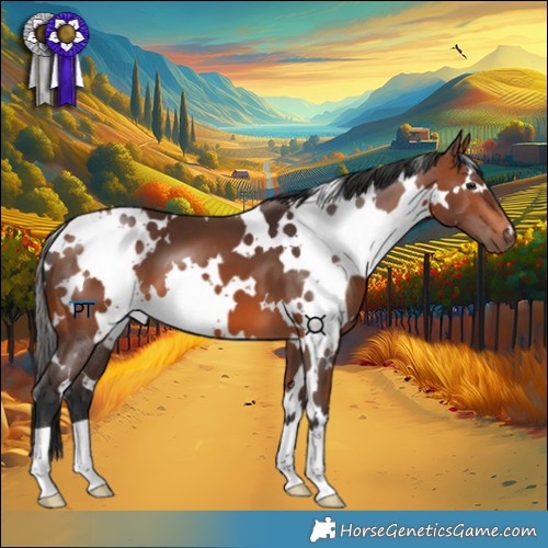 Horse Color:White Spotted Bay 