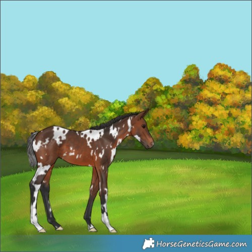Horse Color:White Spotted Brown 