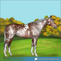 Horse Color:Gray White Spotted Silver Bay Sabino 