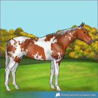 Horse Color:White Spotted Silver Bay Tobiano Rabicano 