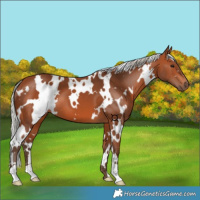 Horse Color:White Spotted Silver Bay 