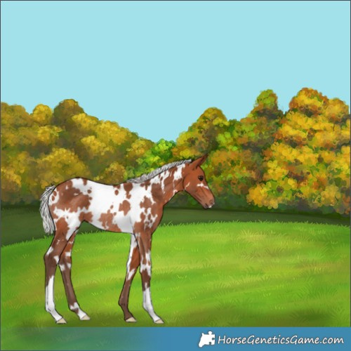 Horse Color:White Spotted Silver Bay Rabicano 