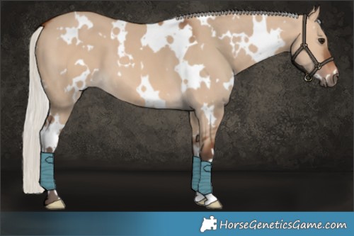 Horse Color:White Spotted Silver Brown Dun 