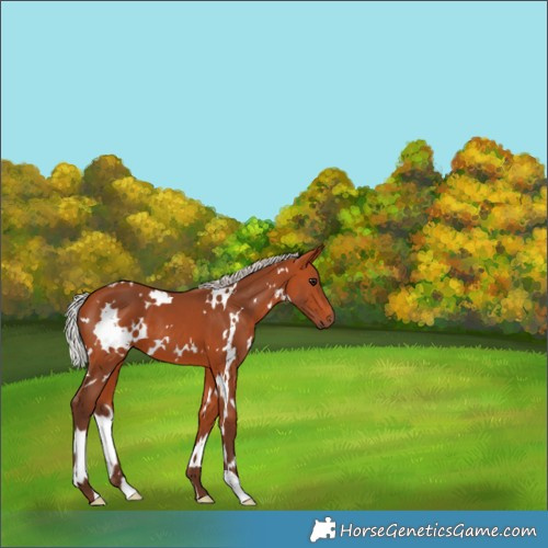 Horse Color:White Spotted Silver Bay 