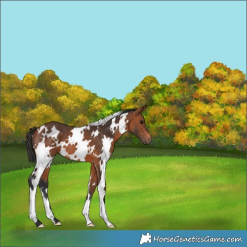 Horse Color:White Spotted Bay 