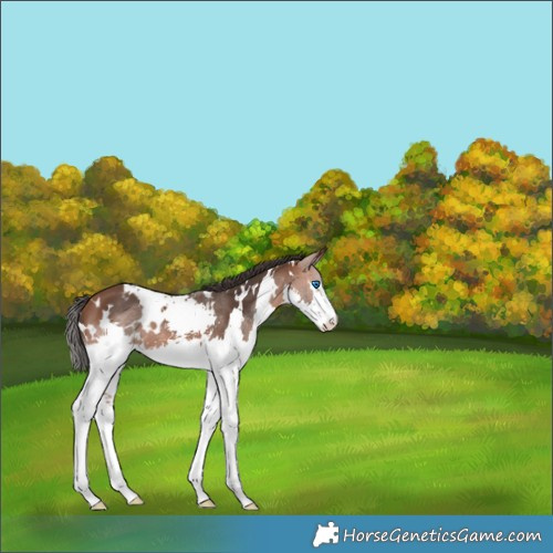 Horse Color:White Spotted Bay Splash 
