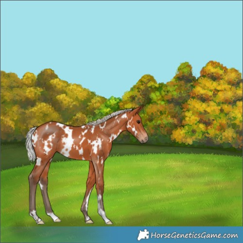 Horse Color:White Spotted Silver Bay 