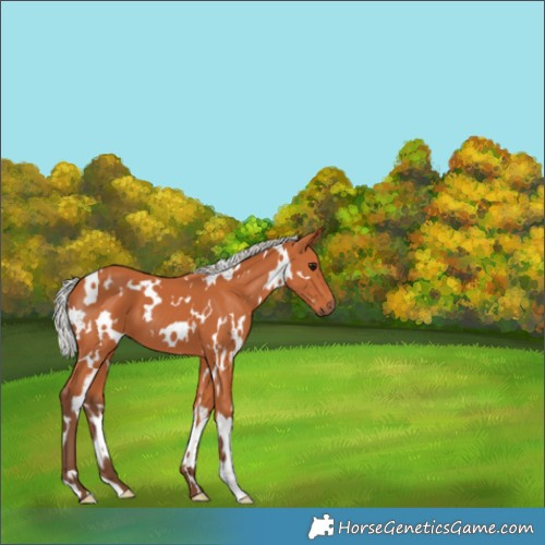 Horse Color:White Spotted Silver Bay 