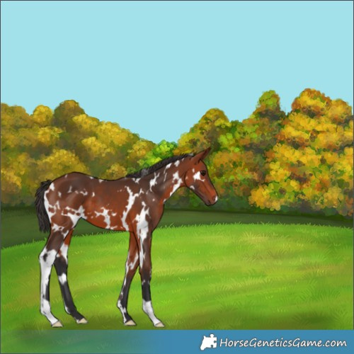 Horse Color:White Spotted Bay 