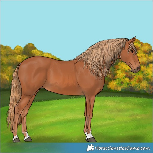 Horse Color:Chestnut 