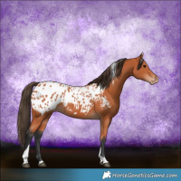 Horse Color:Bay Tobiano Appaloosa 