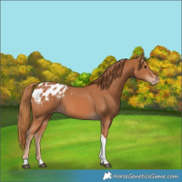 Horse Color:Chestnut Tobiano Appaloosa 