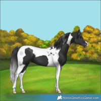 Horse Color:Black Tobiano Appaloosa 