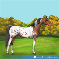 Horse Color:Bay Tobiano Appaloosa 