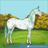 Horse Color:Watercolor White Spotted Bay Ice Splash Tobiano Appaloosa 