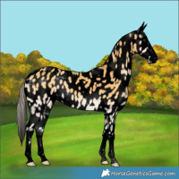 Horse Color:Void Palomino Onyx Appaloosa